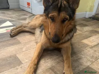 German Shepherd dogs Theo 18 month old - Advert 1