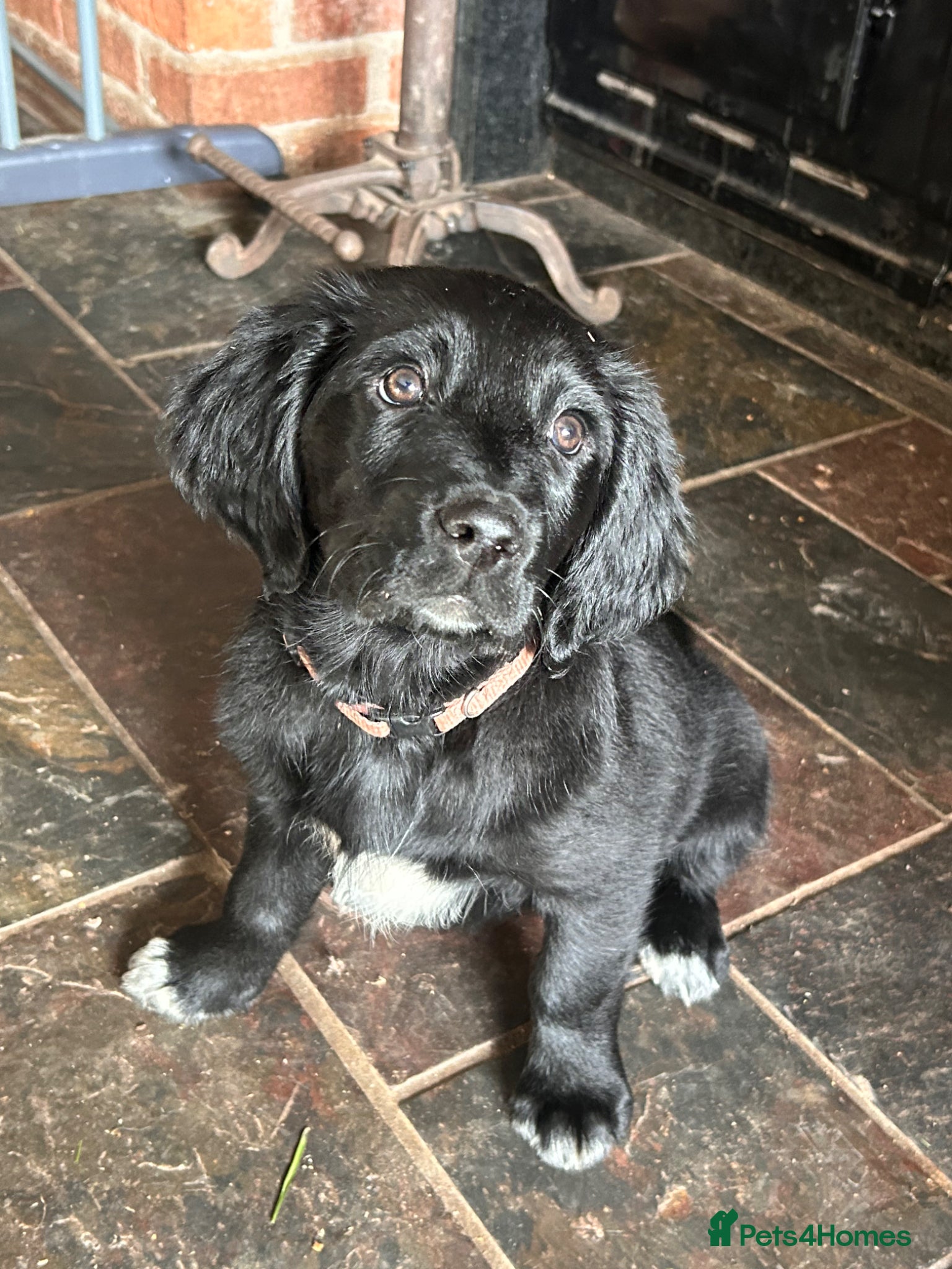 Mixed Breed dogs READY NOW Small Munsterlander x golden retriever  - Advert 4