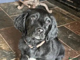 Mixed Breed dogs READY NOW Small Munsterlander x golden retriever - Advert 4