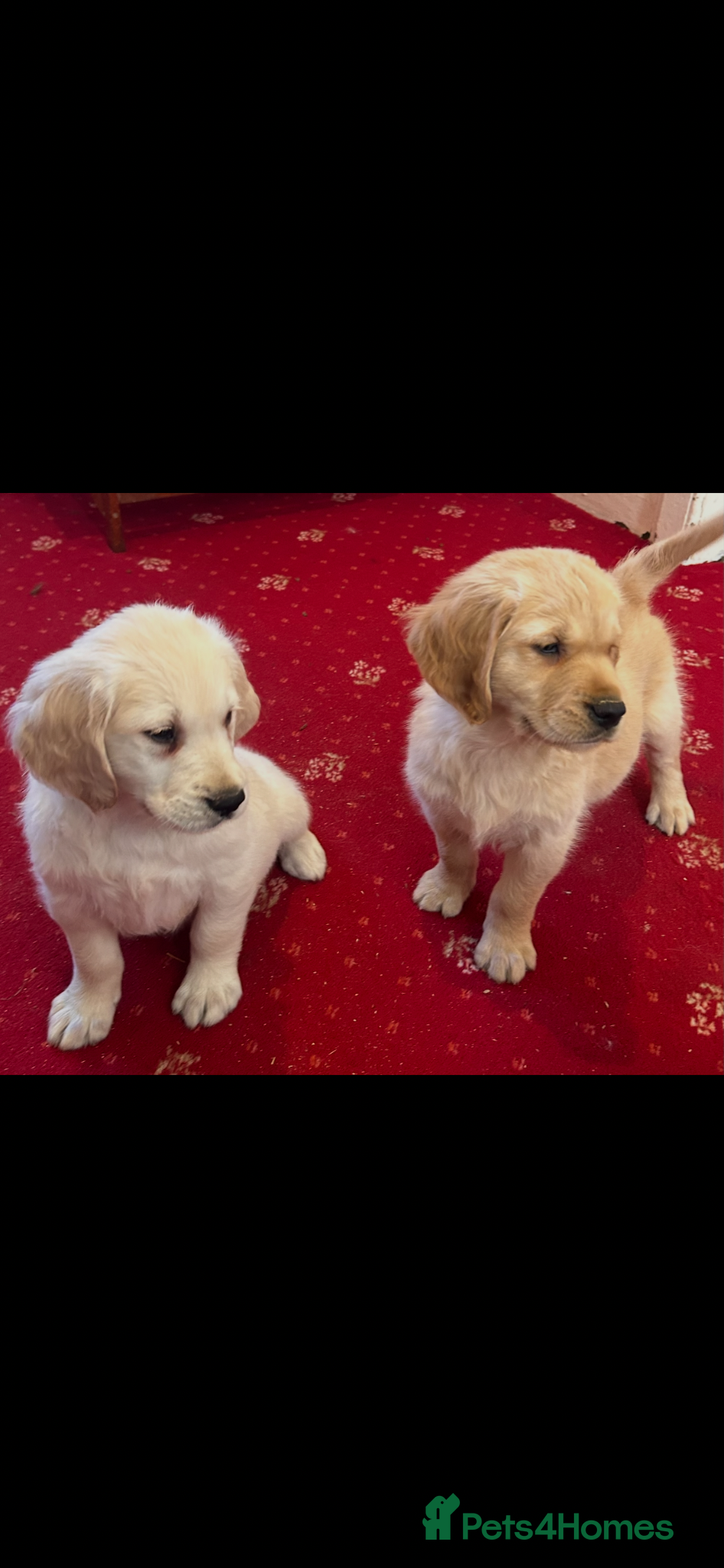 Golden Retriever dogs Golden Retriever puppies  - Advert 3