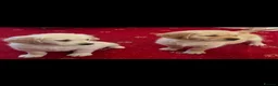 Golden Retriever dogs for sale: Golden Retriever puppies  - Advert 1