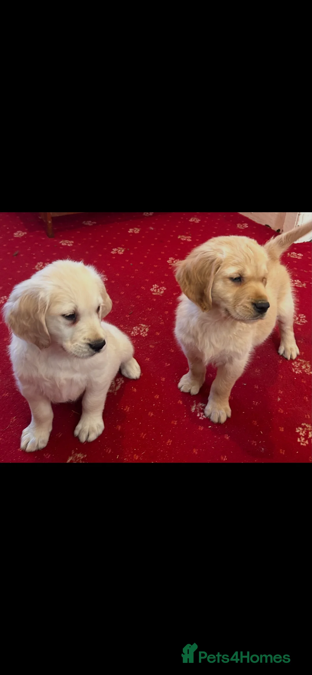 Golden Retriever dogs for sale: Golden Retriever puppies  - Advert 1
