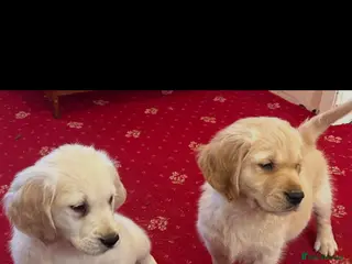 Golden Retriever dogs Golden Retriever puppies - Advert 16