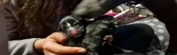 Whippet dogs for sale: Whippet puppies ready to reserve - Advert 10