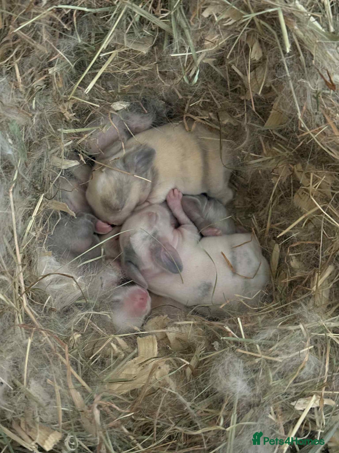 Mini Lop rabbits for sale: Stunning  Mini Lop babies  - Advert 1