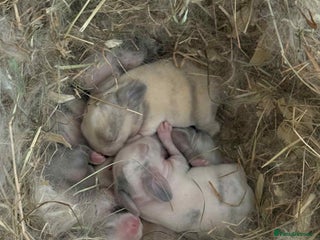 Mini Lop rabbits Stunning Mini Lop babies - Advert 18