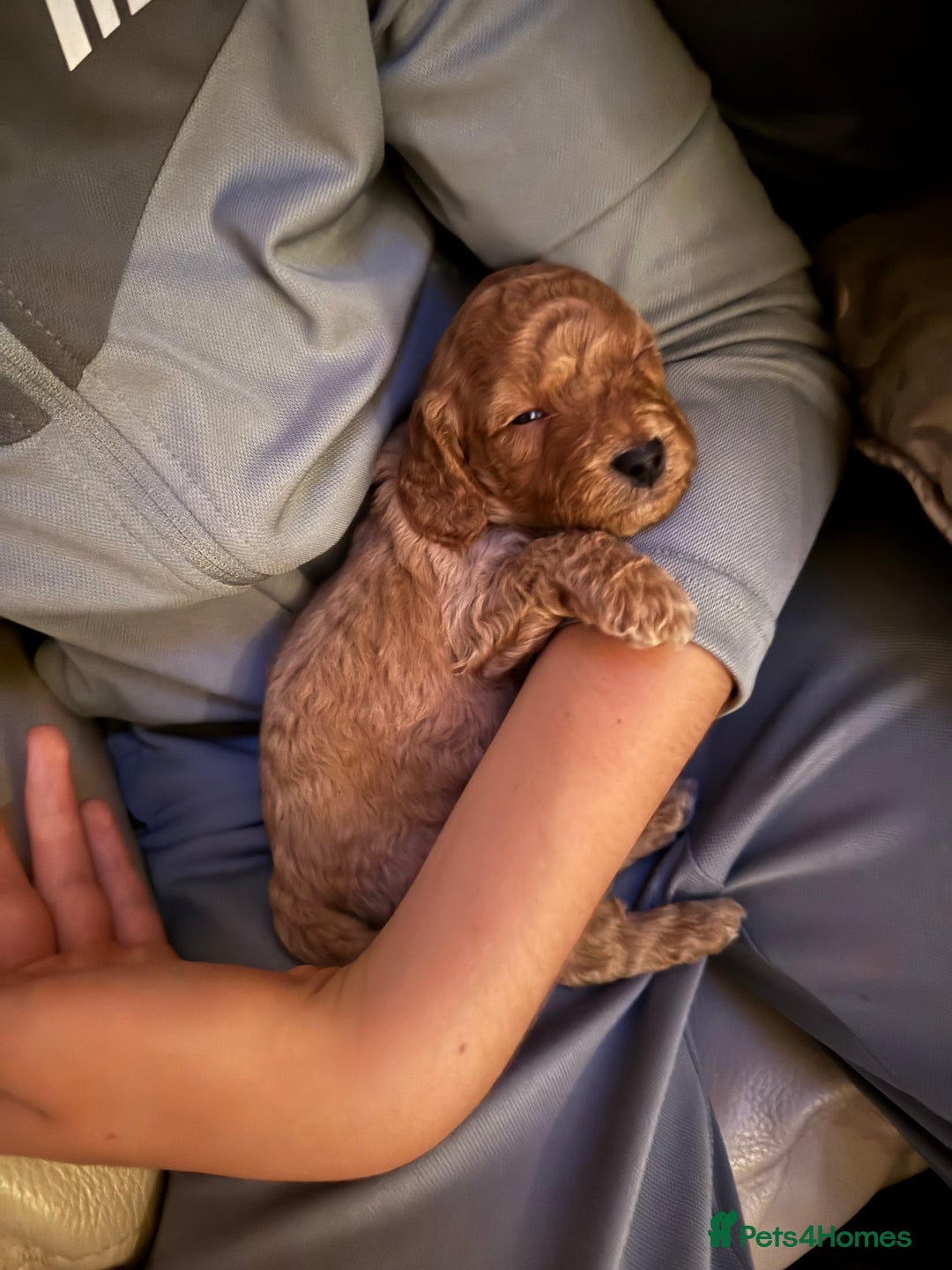 Cockapoo dogs for sale: Adorable cockapoo puppies for sale  - Image 20