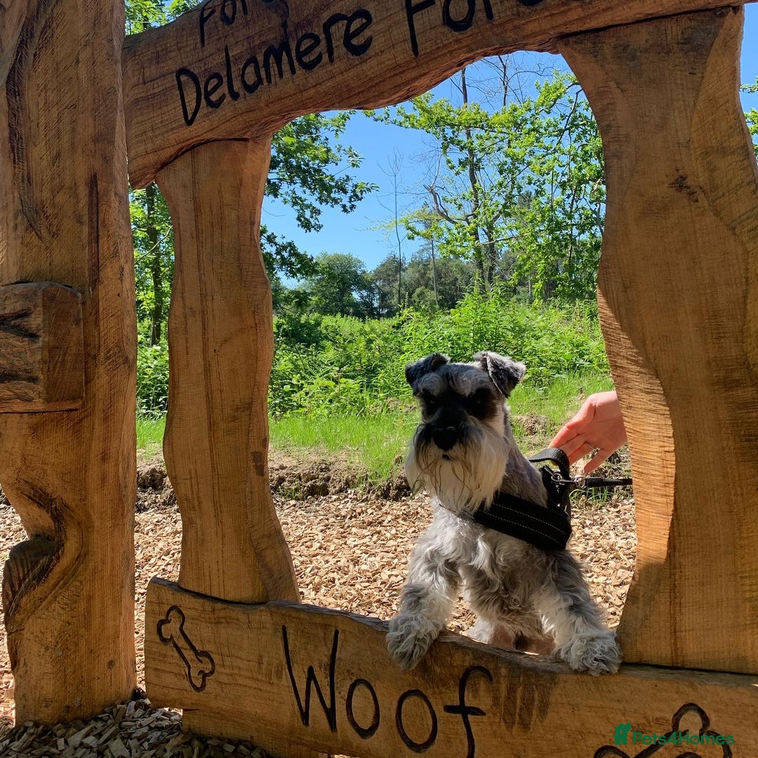 Miniature Schnauzer dogs for stud: Miniature Schnauzer for Stud in Liverpool - Advert 2