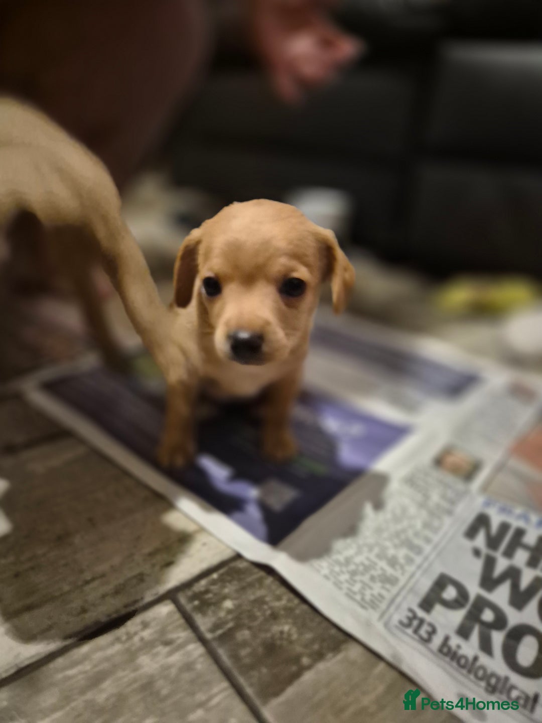 Chipoo dogs for sale: Beautiful chipoo puppys  - Advert 35