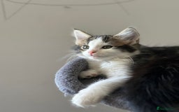 Maine Coon cats for sale: Adorable Maine Coon Kittens – Ready 1st July - Image 1
