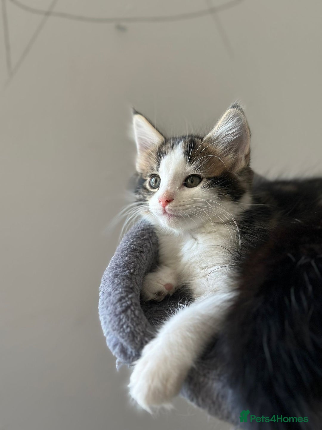 Maine Coon cats for sale: Adorable Maine Coon Kittens – Ready 1st July - Image 1