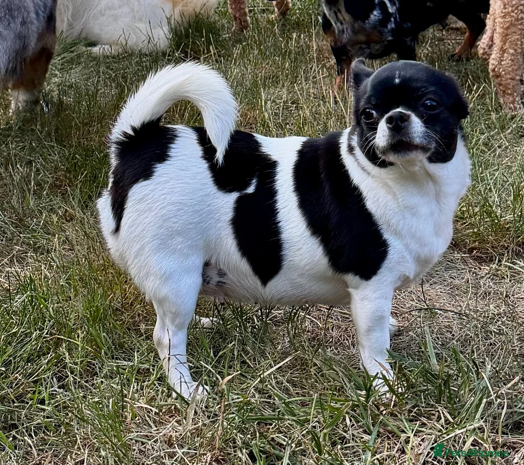 Chihuahua dogs for adoption: ERNIE – Chihuahua - Advert 4
