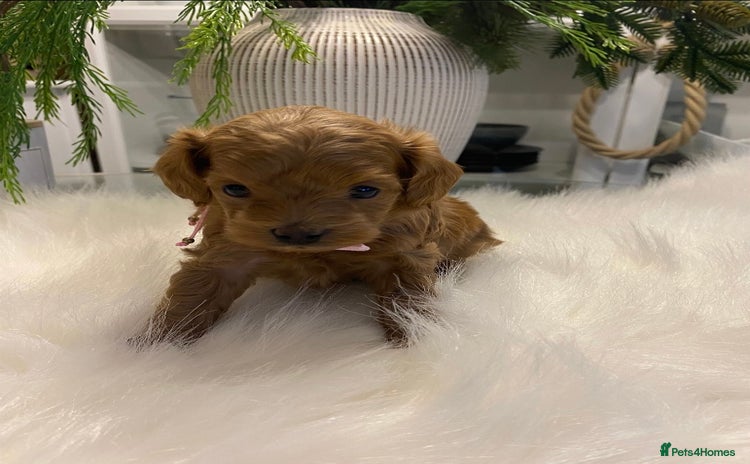 Maltipoo dogs 🌟 Luxury Rare Brown Asian Teddy Maltipoo - Advert 4