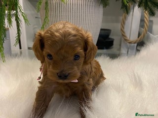 Maltipoo dogs ♦️ Luxury Tiny Asian Maltipoo • DNA Tested - Advert 5