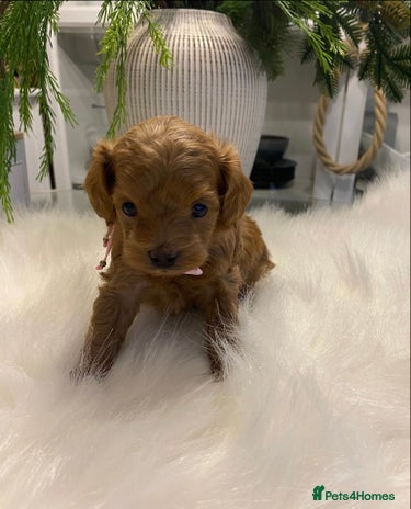 Maltipoo dogs 🌟 Luxury Rare Brown Asian Teddy Maltipoo - Advert 4