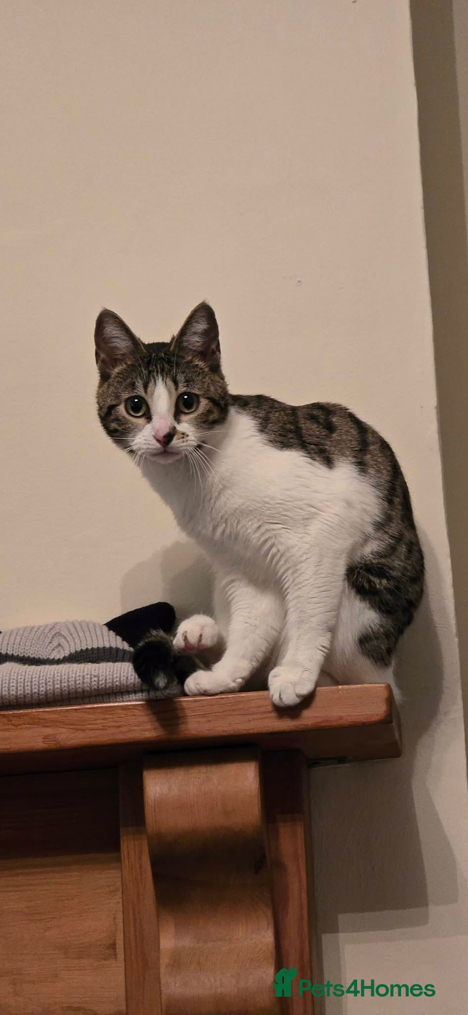 Mixed Breed cats Female Half bengal cat in Birmingham - Advert 2