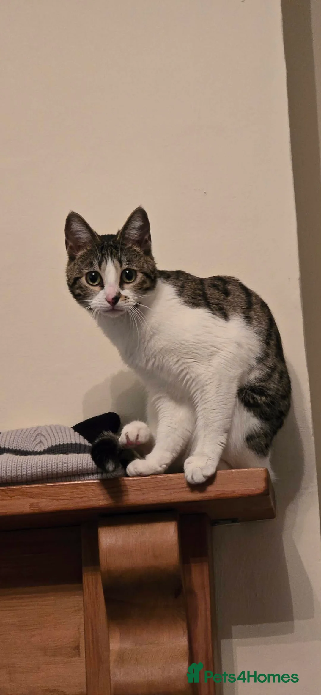 Mixed Breed cats for sale: Female Half bengal cat in Birmingham - Advert 1