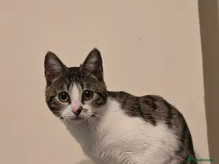 Mixed Breed cats Female Half bengal cat in Birmingham - Advert 1