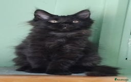 Maine Coon cats for sale: Pure Maine Coon Kittens Looking For A New Home  - Image 13
