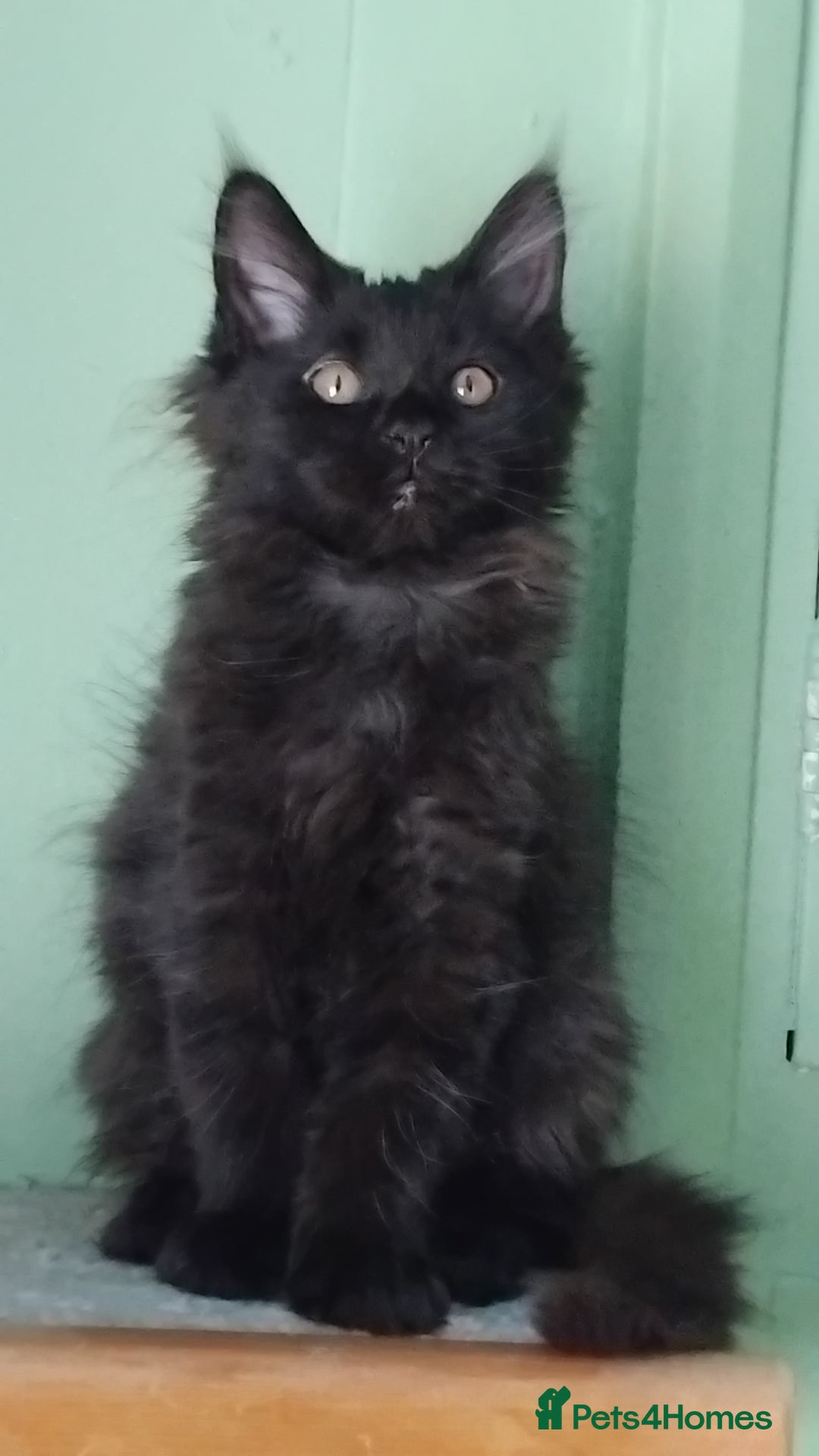 Maine Coon cats for sale: Pure Maine Coon Kittens Looking For A New Home  - Image 13