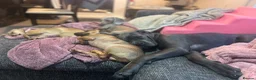 Cane Corso dogs for sale: Cane Corso  in Livingston - Advert 4