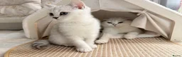 Scottish Fold cats for sale: Gorgeous Scottish fold/ Straight female kittens - Advert 7