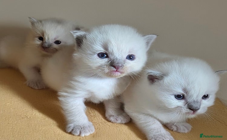 Ragdoll cats - Advert 5