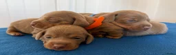Miniature Dachshund dogs for sale: Miniature Dachshund  - Advert 3