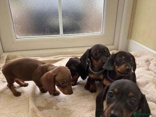 Dachshund dogs KC miniature dachshund puppies - Advert 13