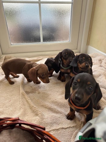 Dachshund dogs KC miniature dachshund puppies - Advert 4