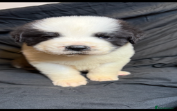 Saint Bernard dogs for sale: Saint Bernard puppies  - Image 8