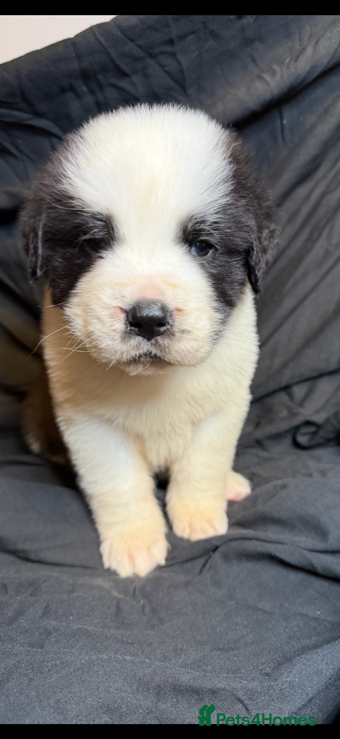 Saint Bernard dogs for sale: Saint Bernard puppies  - Image 8