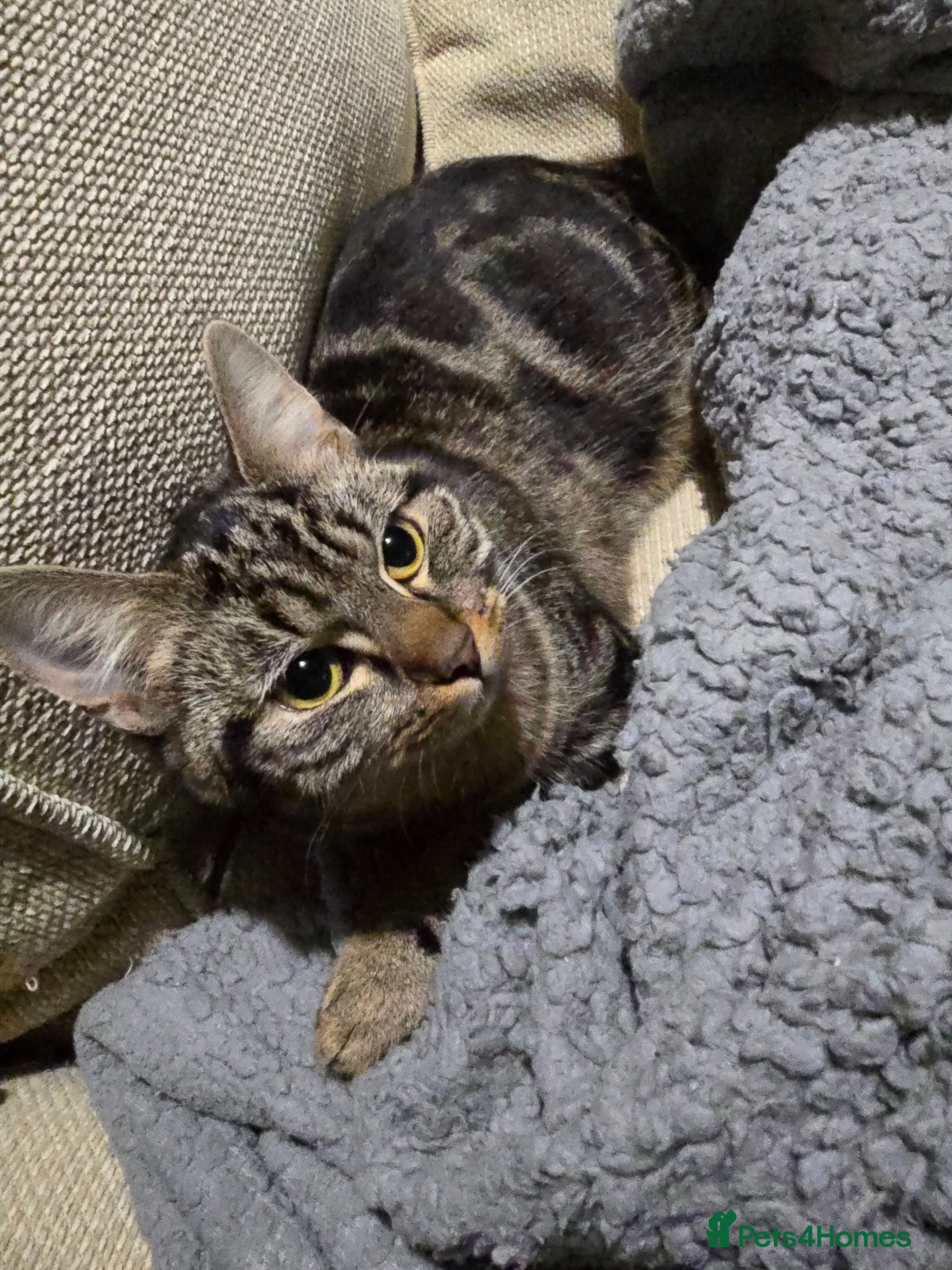 Mixed Breed cats 1 Female Cat £10 not £50 - Advert 17