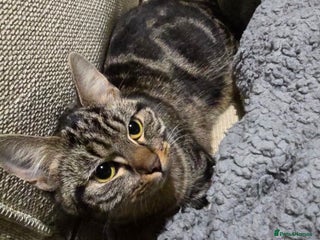 Mixed Breed cats 1 Female Cat £10 not £50 - Advert 6