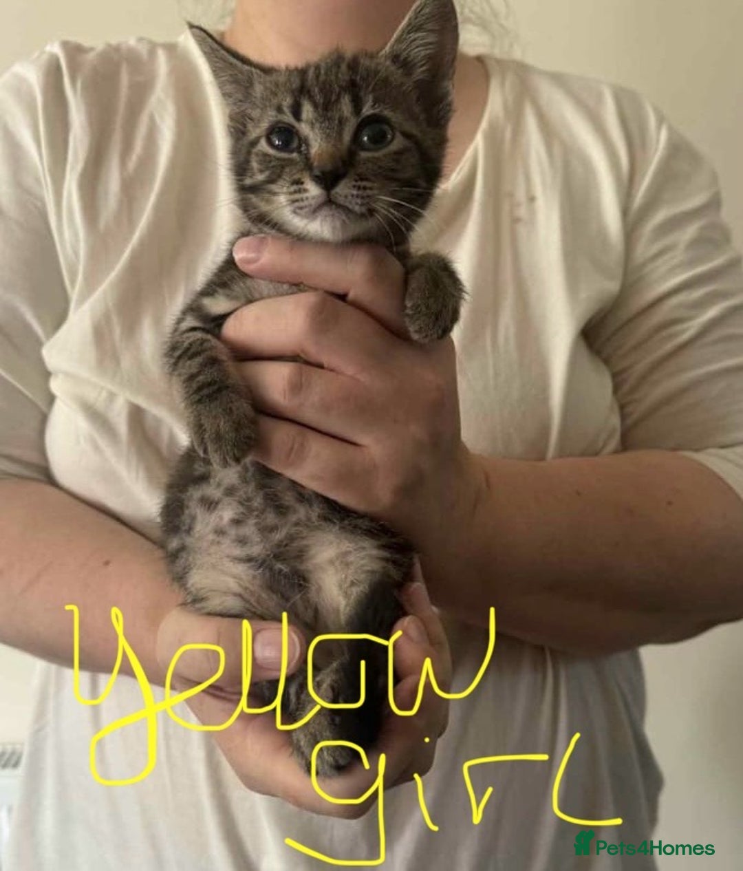 Brazilian Shorthair cats for sale: 3 Female Kittens left! Blue left! Purple, Yellow  - Image 5