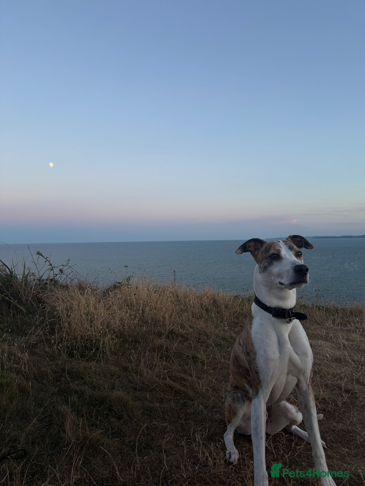 Mixed Breed dogs Barney  - Advert 5