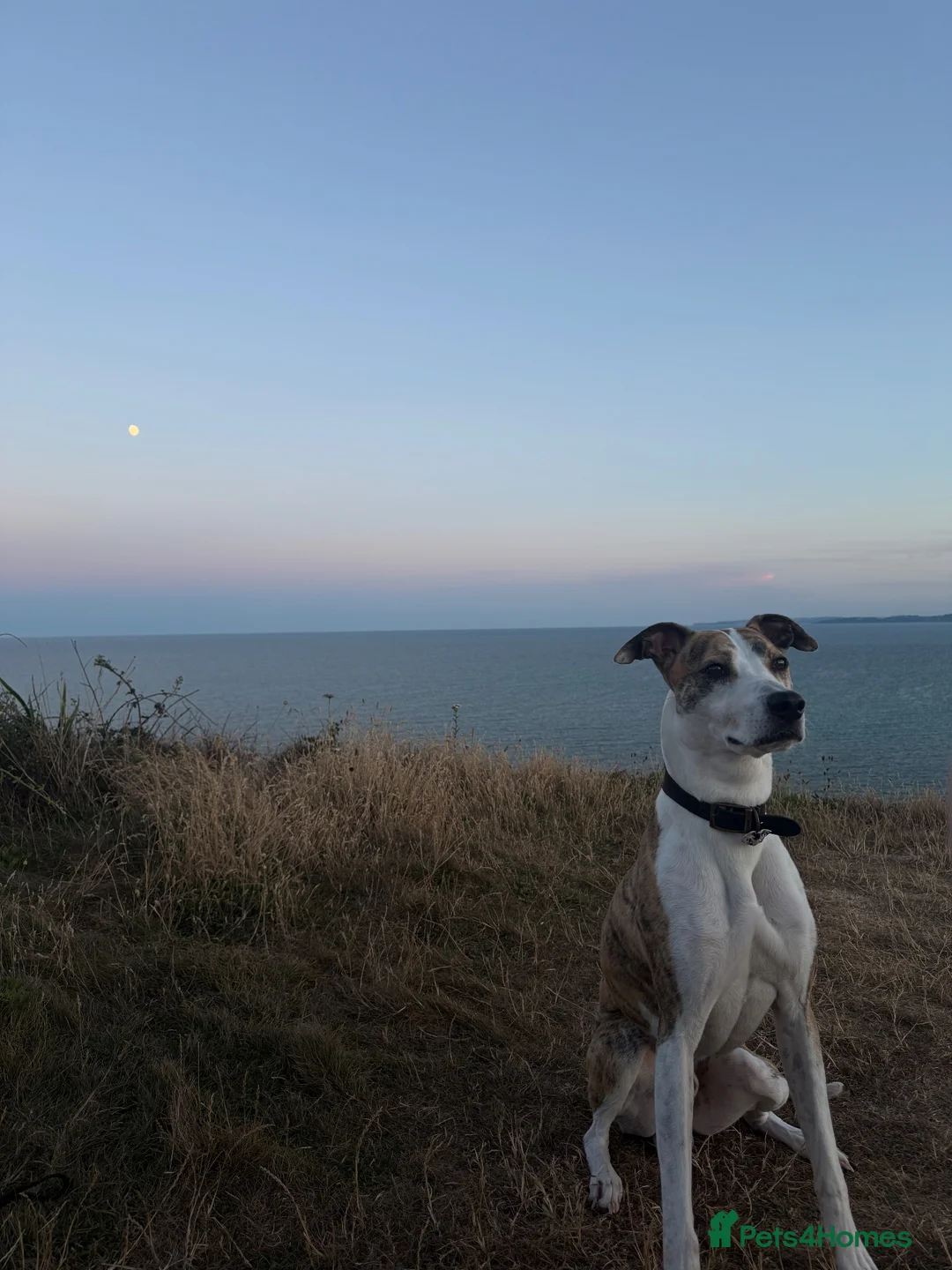 Mixed Breed dogs for sale: Barney  - Advert 1