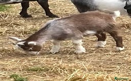 Goats livestock for sale: Adorable pygmy goat kids - Image 4