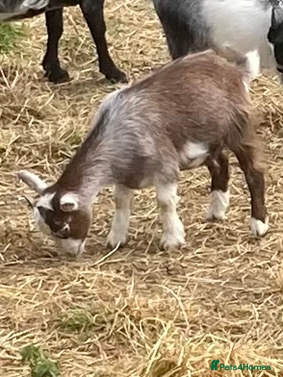 Goats livestock for sale: Adorable pygmy goat kids - Image 4