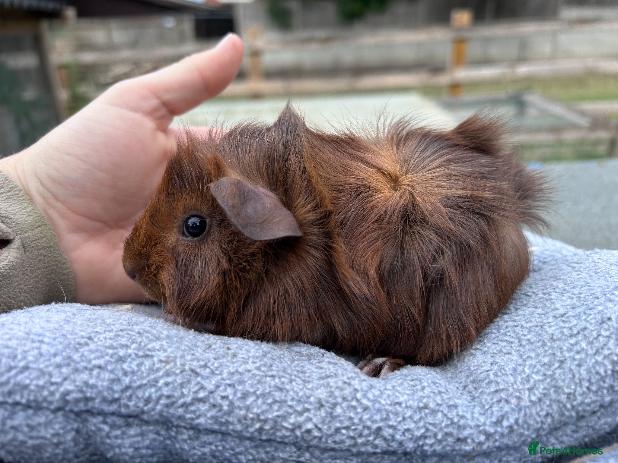 Guinea Pig rodents Baby guinea pigs - Abyssinian brothers - Advert 3