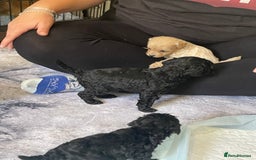 Cockapoo dogs for sale: Beautiful litter of cockapoo puppies  - Image 7