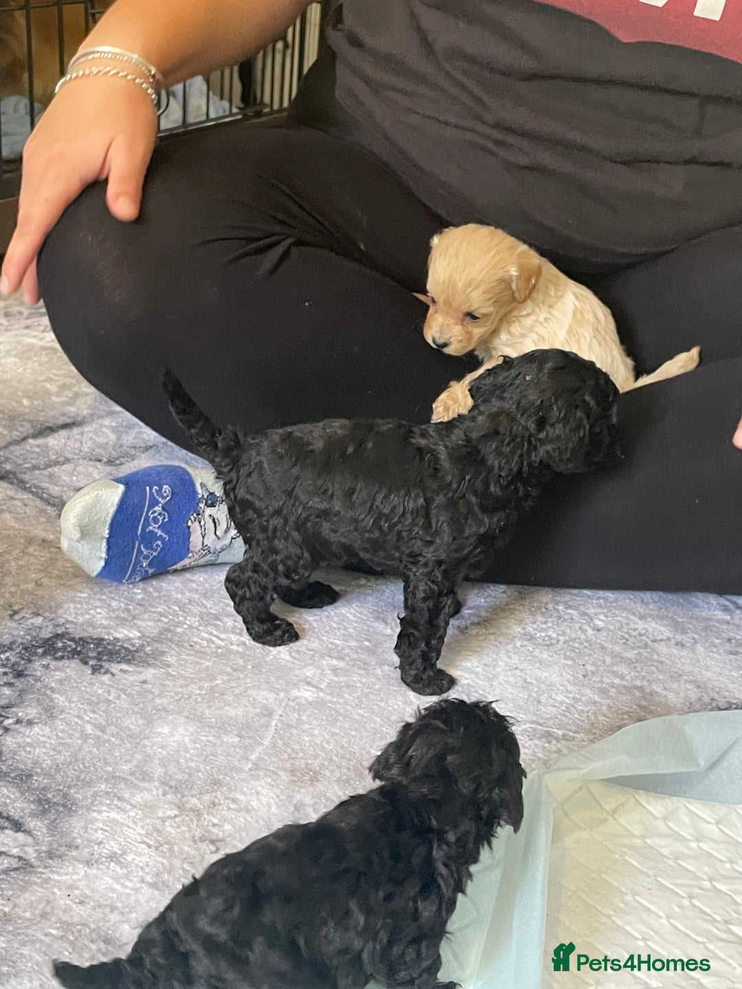 Cockapoo dogs for sale: Beautiful litter of cockapoo puppies  - Image 7