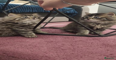 Mixed Breed cats - Advert 5