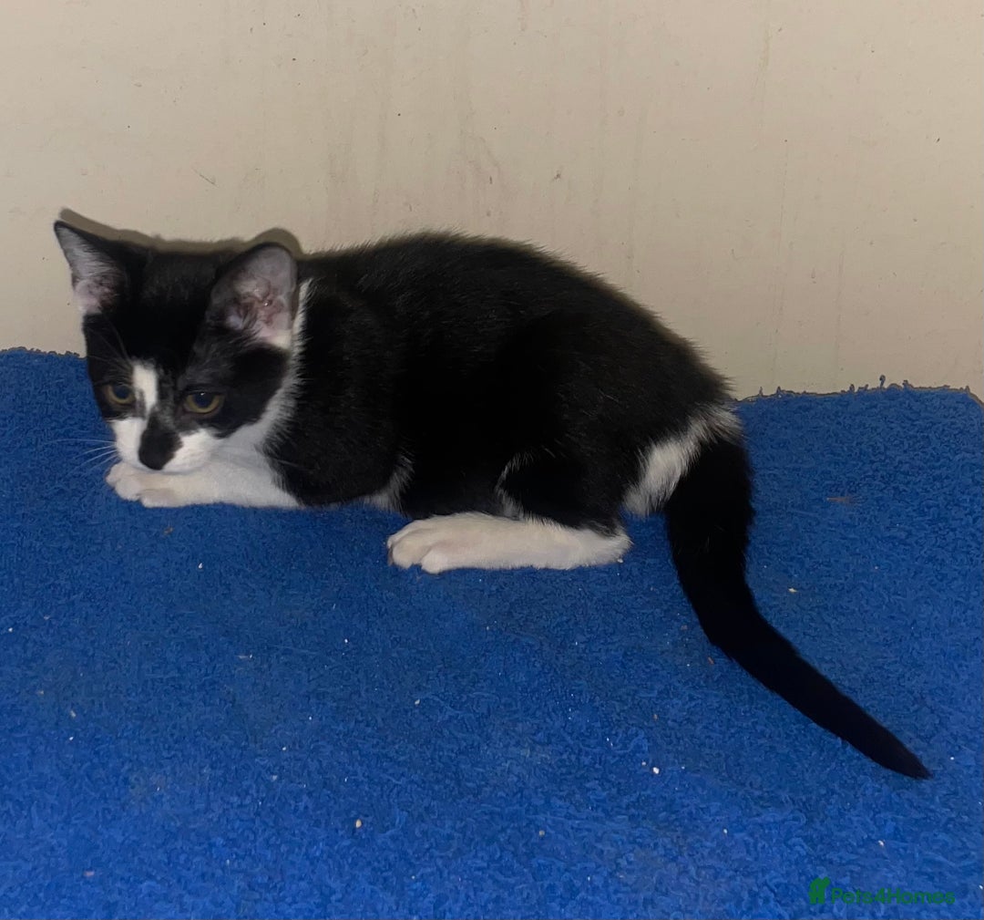 Mixed Breed cats for sale: Kittens for sale - Advert 15