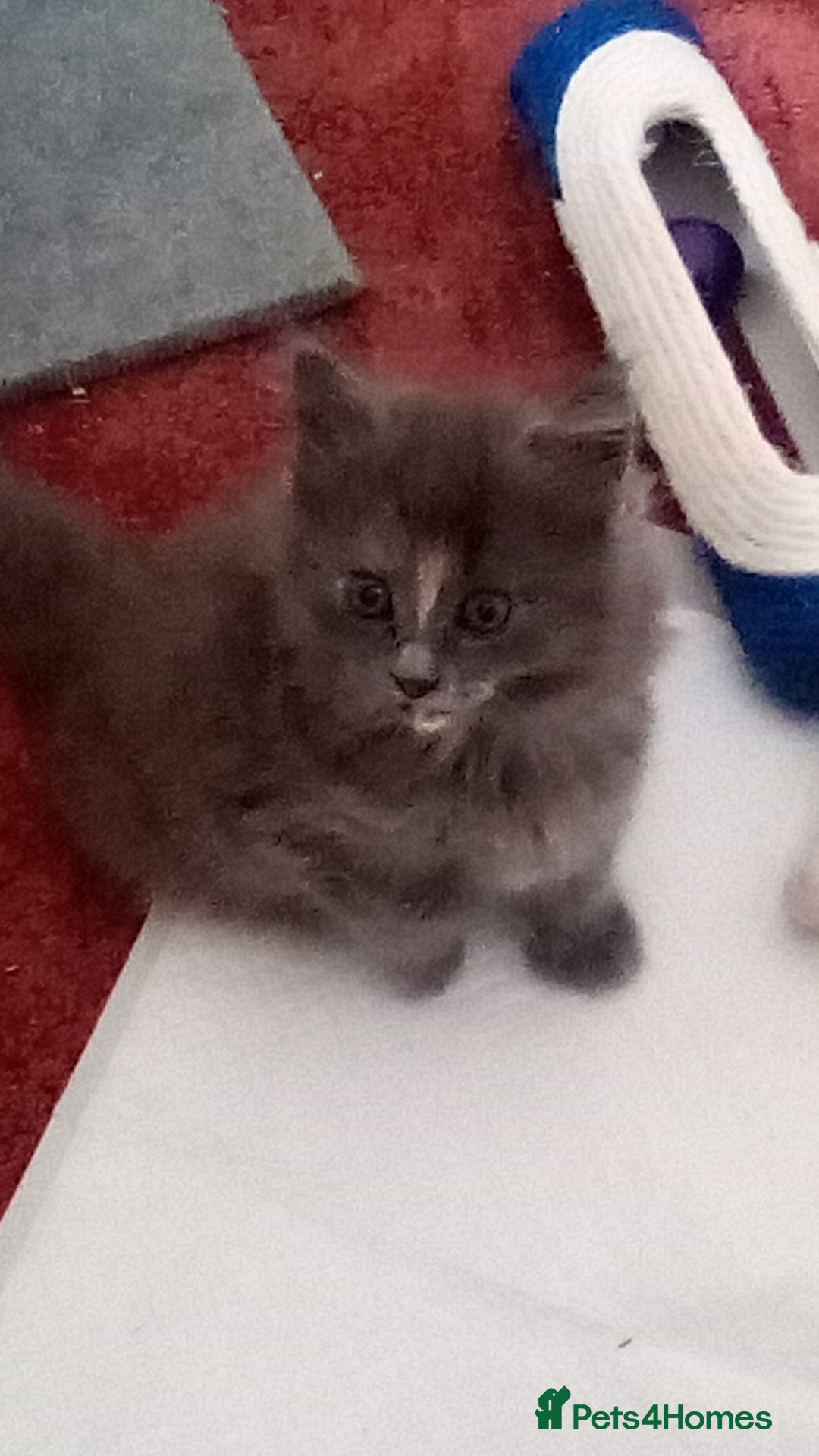 Maine Coon cats for sale: Maine coon kitten - Image 8