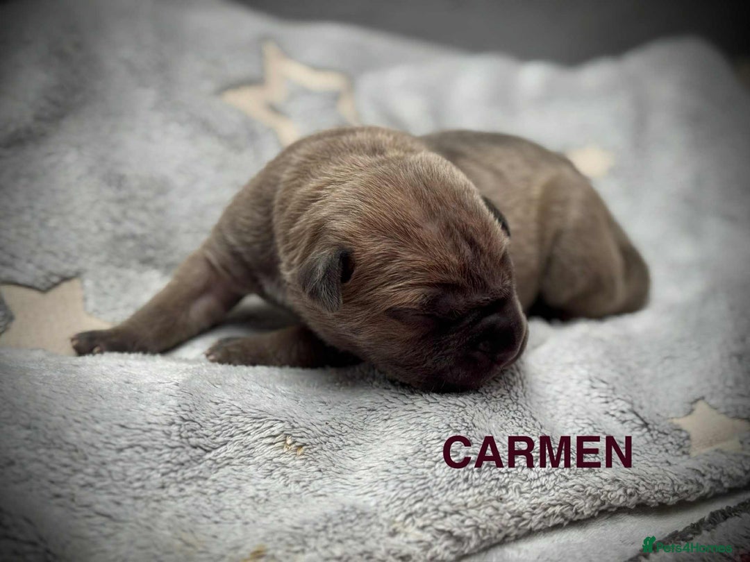 Cane Corso dogs for sale: 🐾✨ PatoSquad Kennel FCI Puppies ✨🐾 - Image 16
