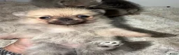 Pomchi dogs for sale: Pomchi puppies  in Orpington - Advert 6