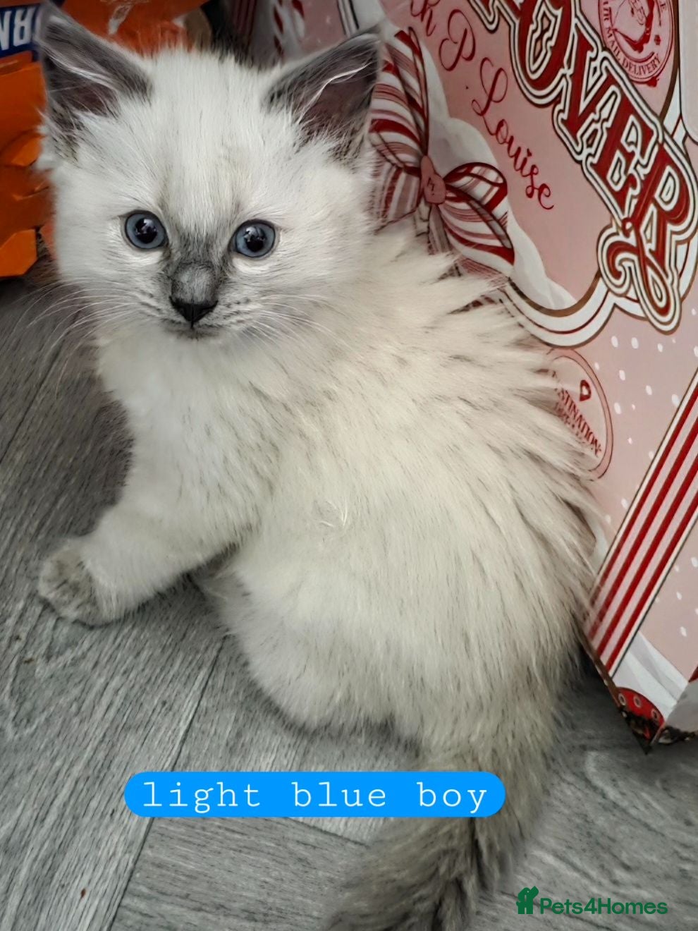Ragdoll cats 4 Gorgeous ragdoll kittens - Advert 5