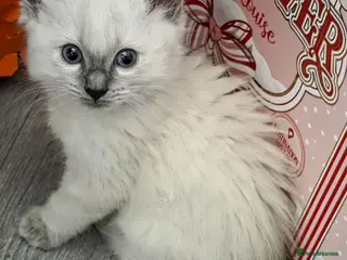 Ragdoll cats 4 Gorgeous ragdoll kittens - Advert 5