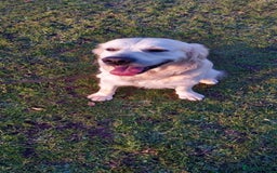 Golden Retriever dogs for sale: 🥰First Class kc Golen Retriever boys🥰 - Image 16